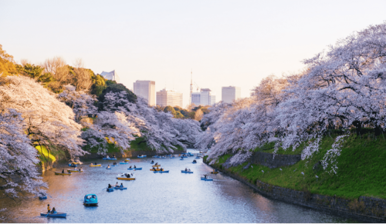 Цены билетов в Японию на цветение сакуры доходят до 400 тыс. рублей в эконом-классе