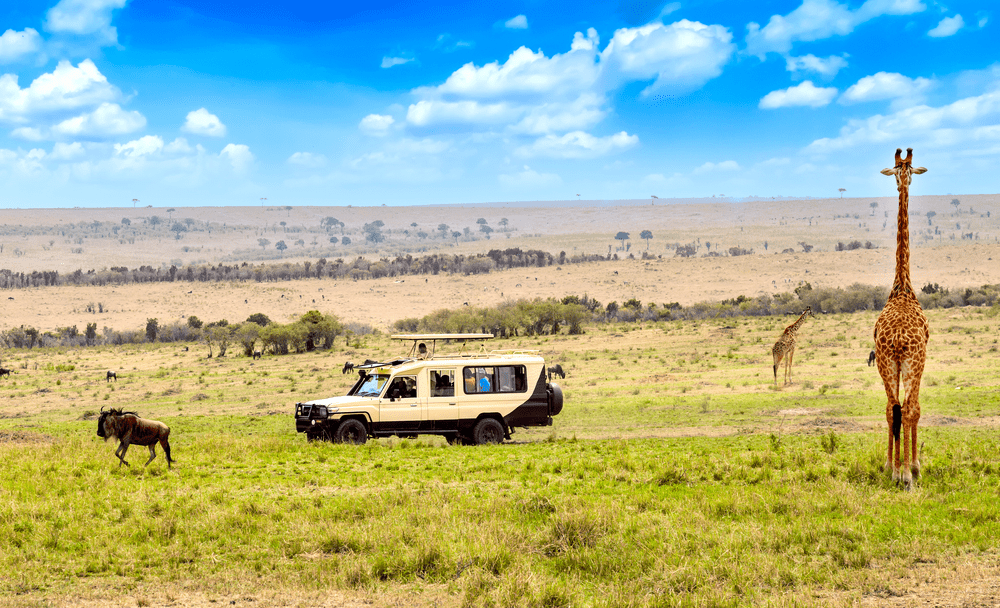 Сколько стоит поехать на сафари в Кению