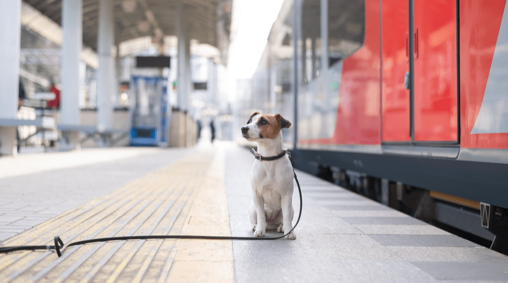 Йорки, джек-расселы и шпицы: с какими животными россияне едут в путешествия