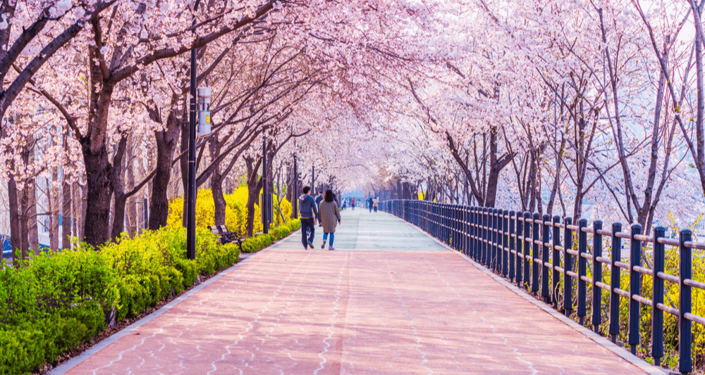 На цветение сакуры – в Японию или Южную Корею?