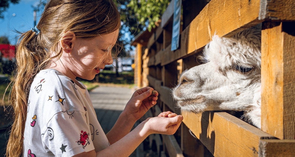 Вместо сыроварен московские туристы выбирают фермы с крокодилами и альпаками