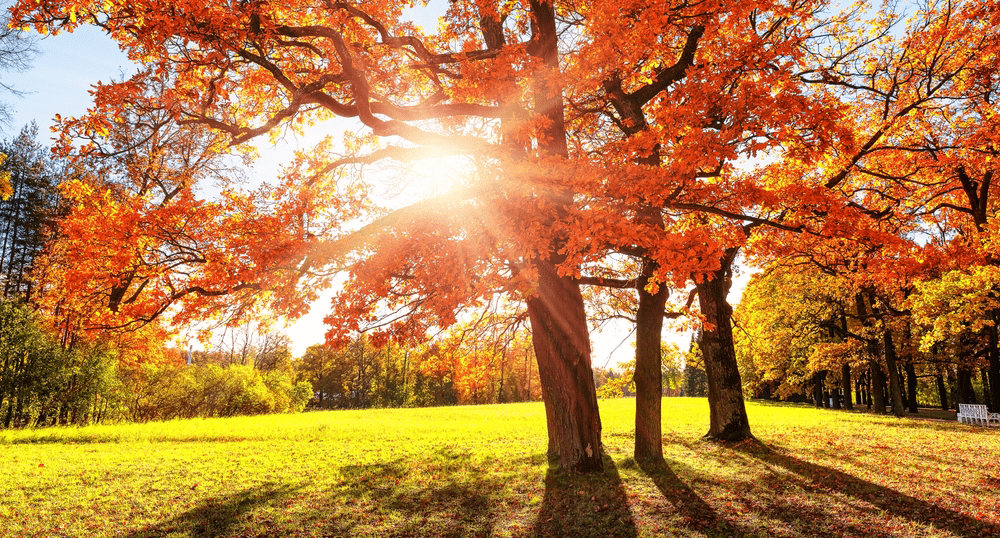 У туроператоров выросли продажи туров за рубеж на осенние каникулы