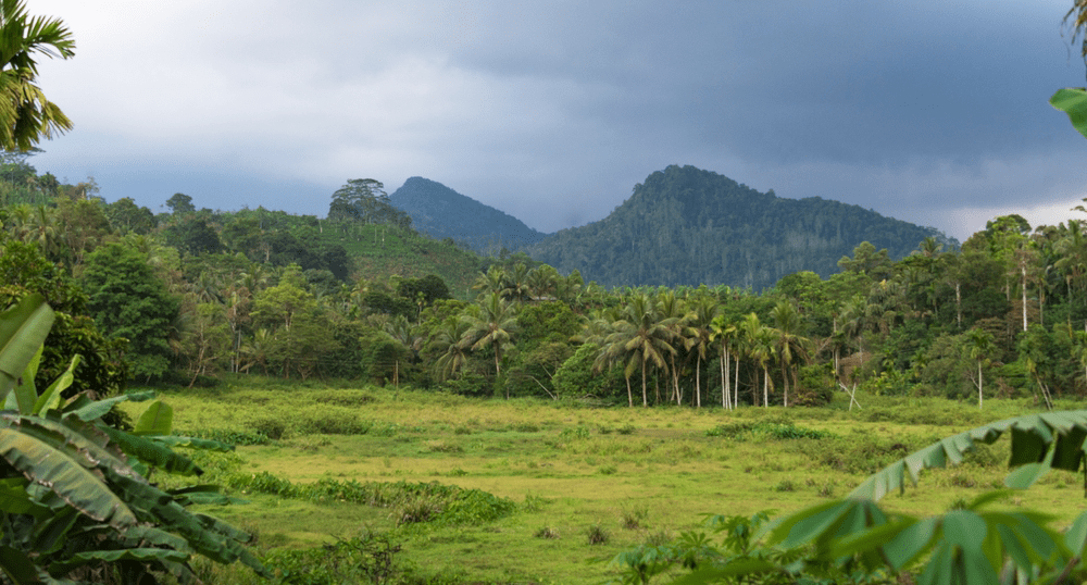 Дожди на Шри-Ланке – как непогода повлияла на отдых туристов