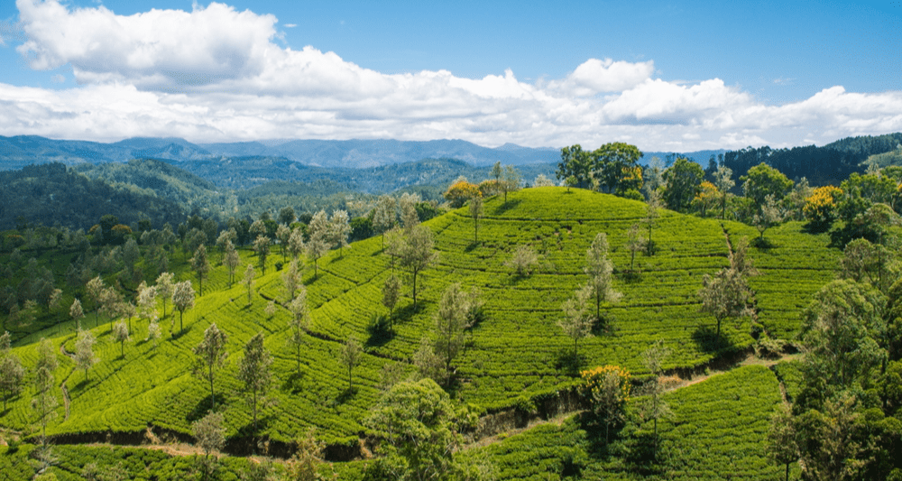 Турпоток из России на Шри-Ланку снизился на 15% в 2025 году