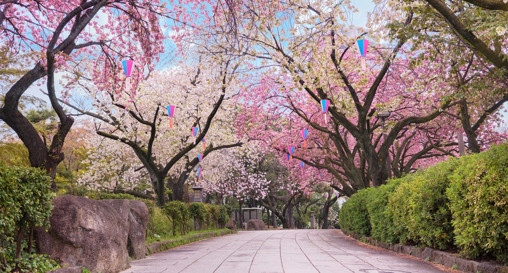 Туры на сакуру в Японию распроданы, туристы бронируют майские праздники