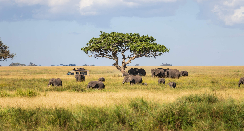 Рейсы в Танзанию – долгожданная новость для туроператоров