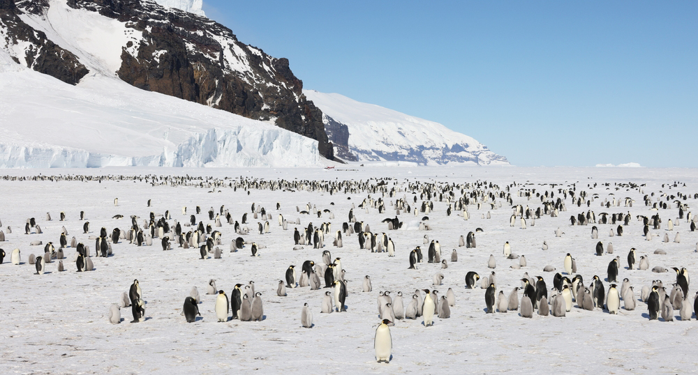 Антарктида – новое направление компании «Пакс». Тренд премиум‑сегмента!