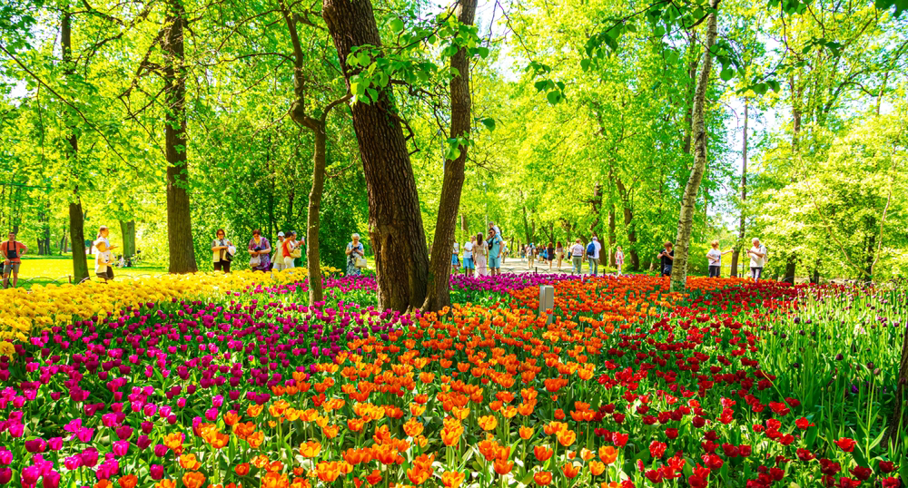 Что такое флоротуризм, или где в России можно полюбоваться цветением растений