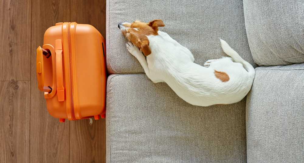 Pet-friendly: почему в России растет число отелей, принимающих гостей с животными